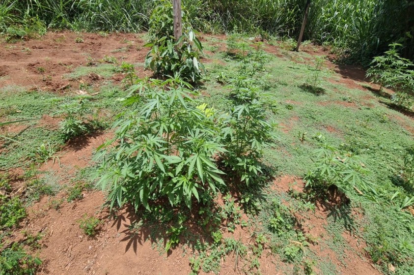 Guarda Civil Municipal localiza plantio de maconha em Limeira